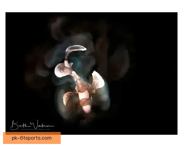 跳水精彩瞬间集锦：优美身姿齐飞，水下花样惊艳